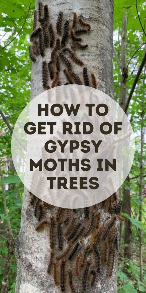 Get Rid of Gypsy Moths in Trees