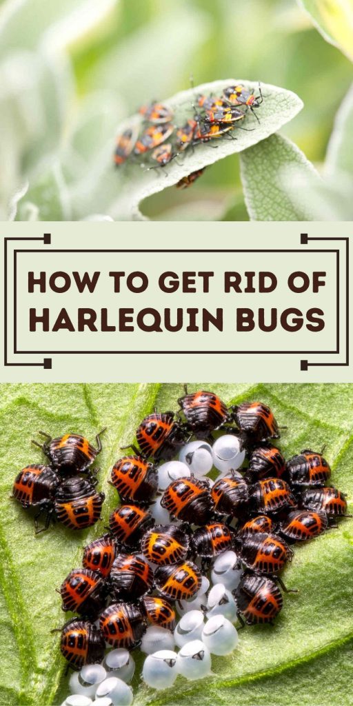 Get Rid of Harlequin Bugs