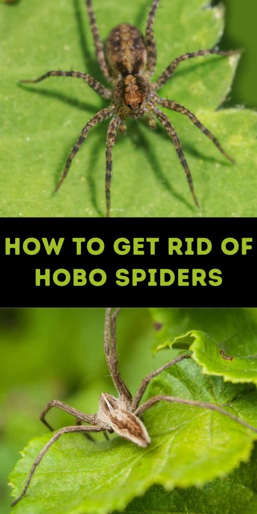 Get Rid of Hobo Spiders