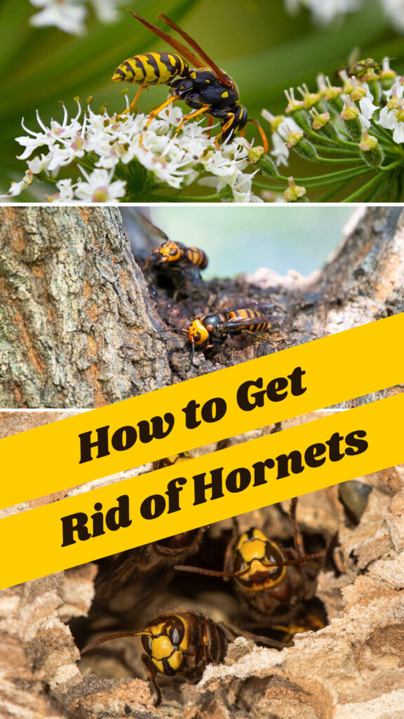 Get Rid of Hornets