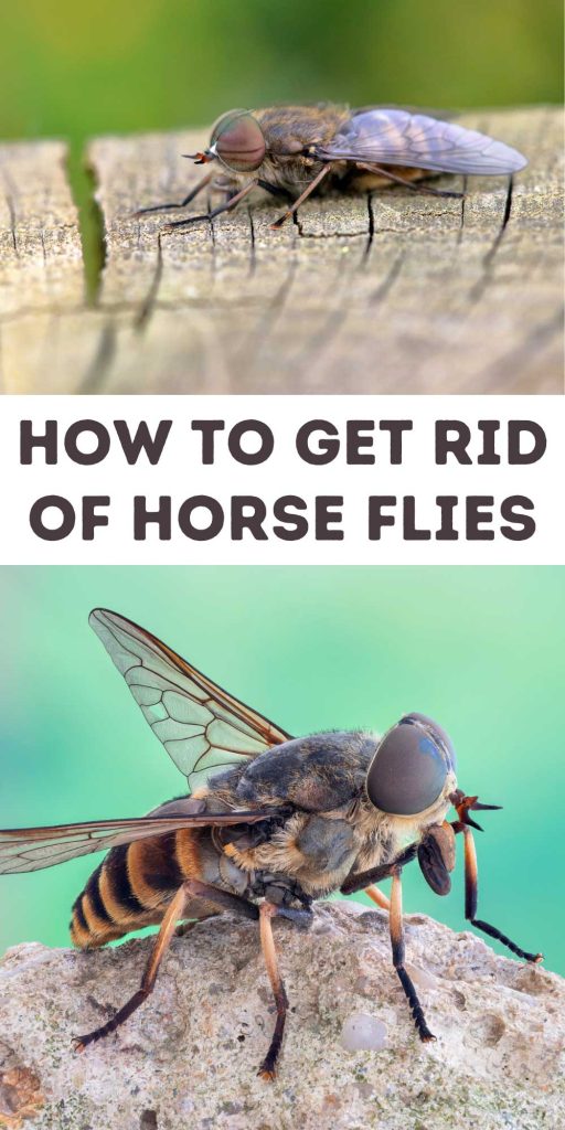 Get Rid of Horse Flies