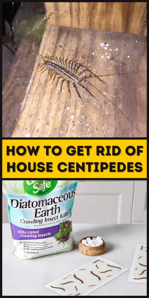 Get Rid of House Centipedes