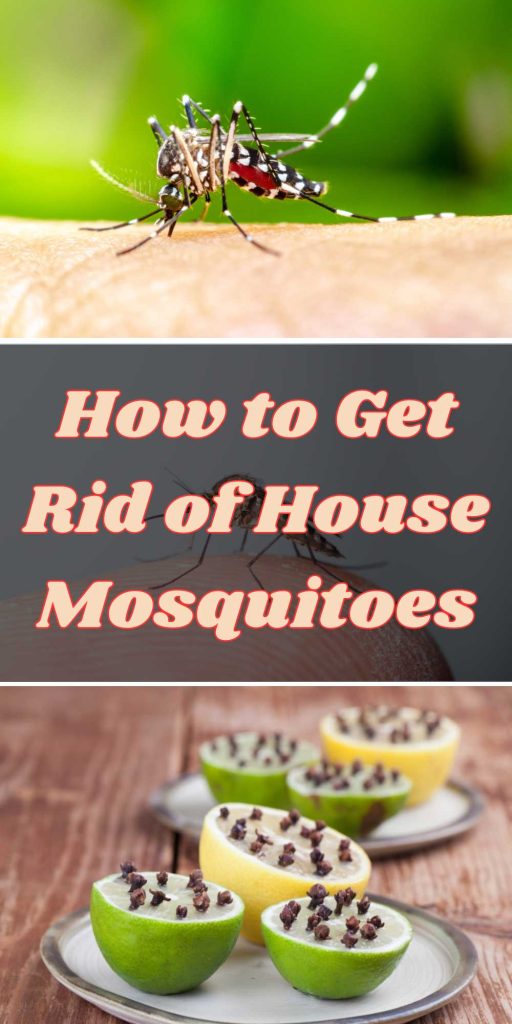 Get Rid of House Mosquitoes