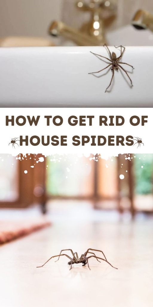 Get Rid of House Spiders