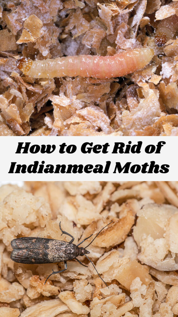 Get Rid of Indianmeal Moths