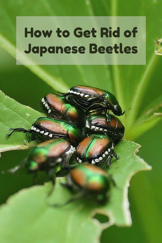 Get Rid of Japanese Beetles