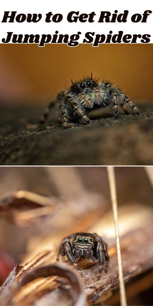 Get Rid of Jumping Spiders