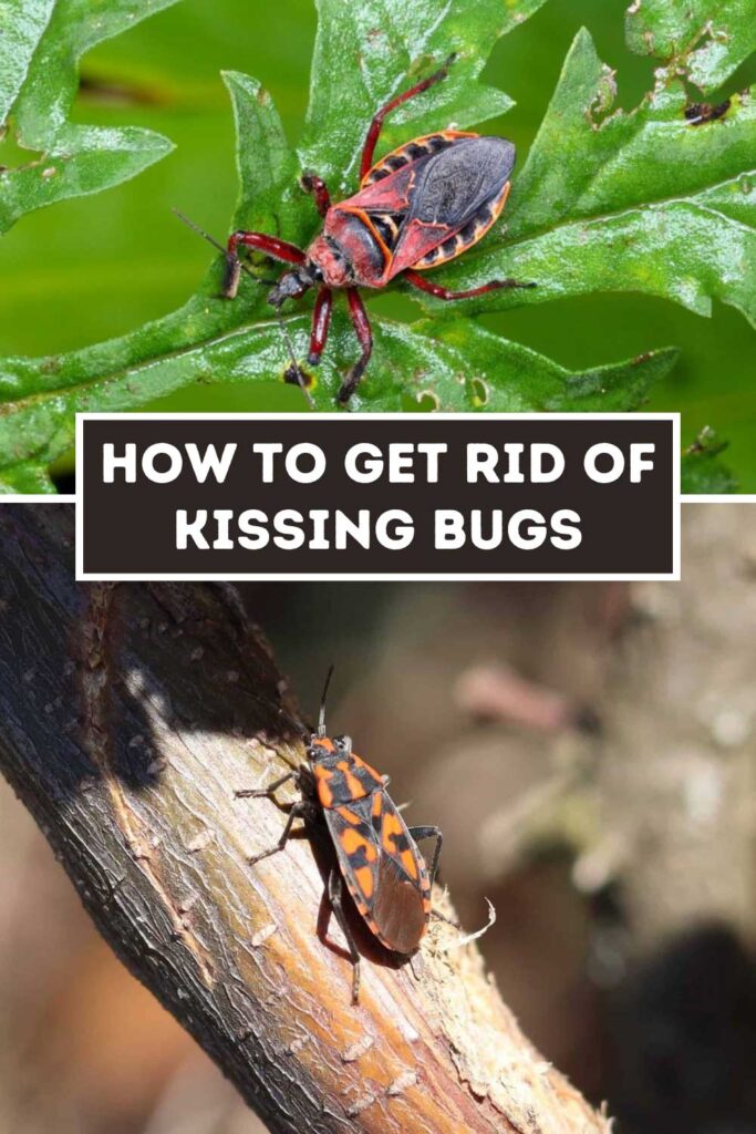 Get Rid of Kissing Bugs