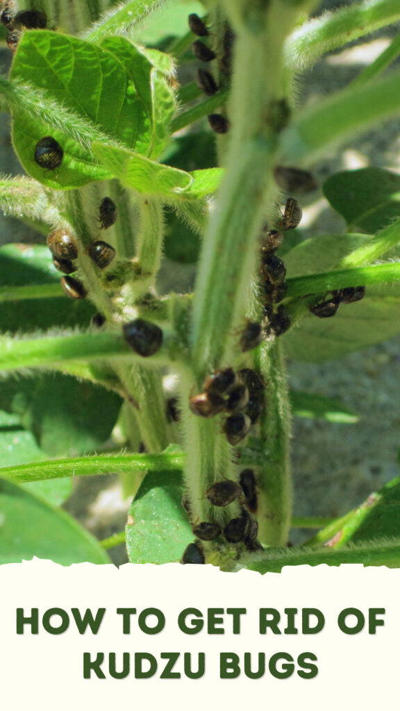 Get Rid of Kudzu Bugs