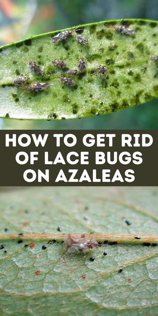 Get Rid of Lace Bugs on Azaleas