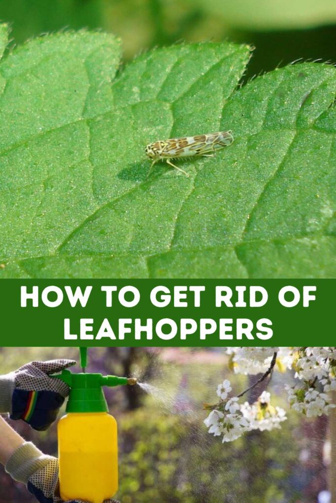 Get Rid of Leafhoppers