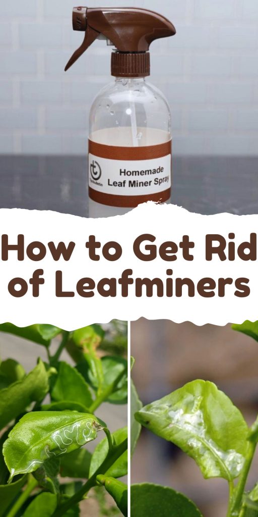 Get Rid of Leafminers