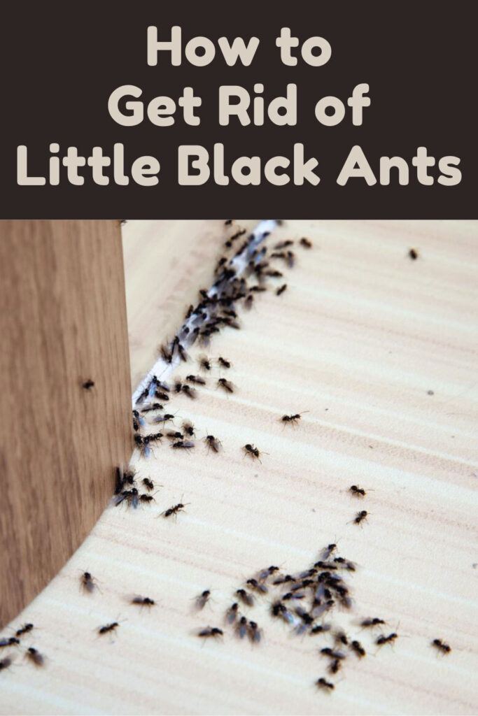 Get Rid of Little Black Ants