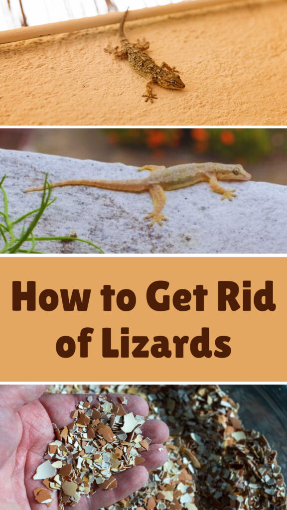 Get Rid of Lizards