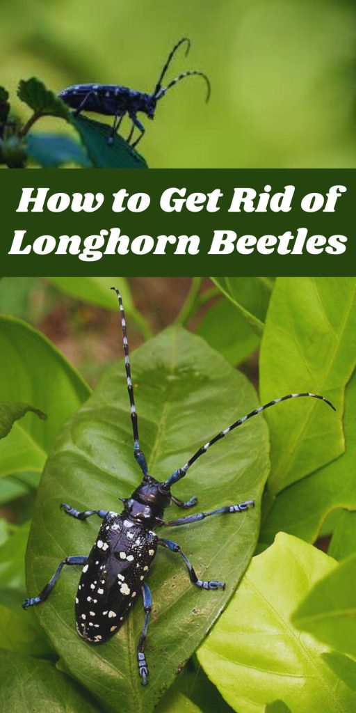 Get Rid of Longhorn Beetles