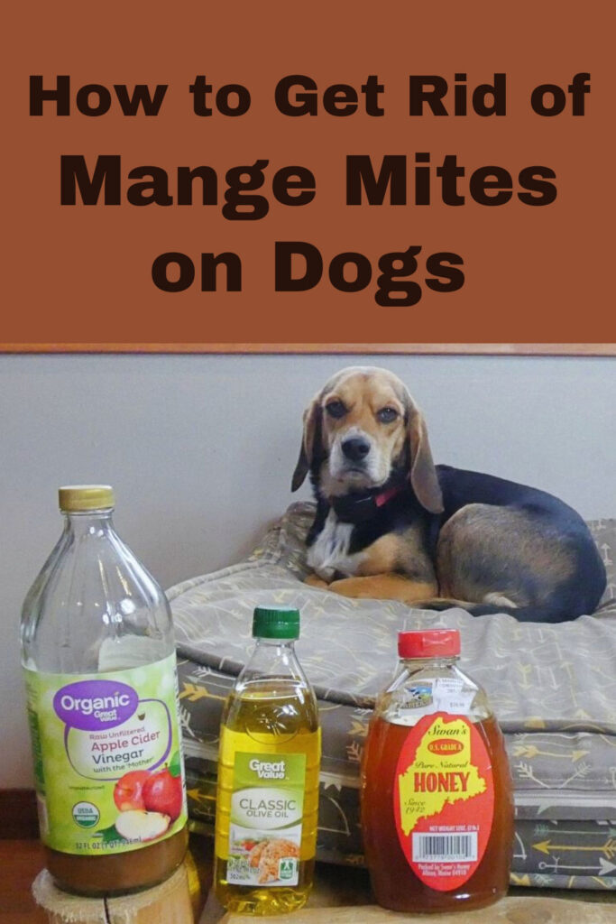 Get Rid of Mange Mites on Dogs