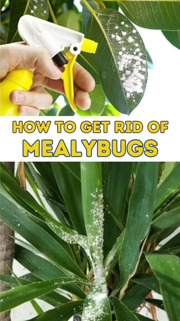 Get Rid of Mealybugs