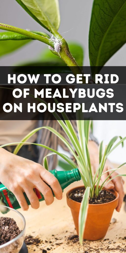 Get Rid of Mealybugs on Houseplants