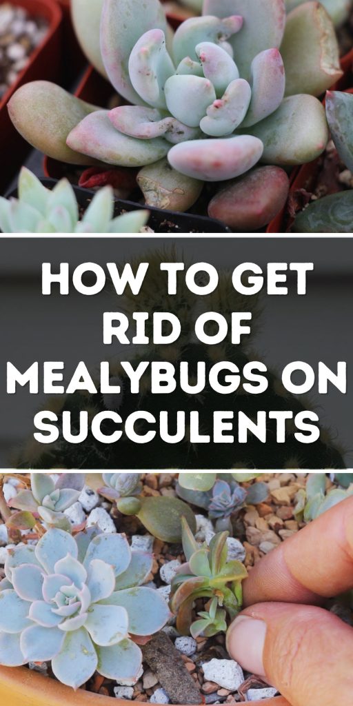 Get Rid of Mealybugs on Succulents