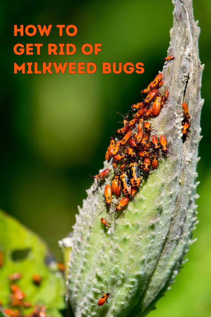 Get Rid of Milkweed Bugs