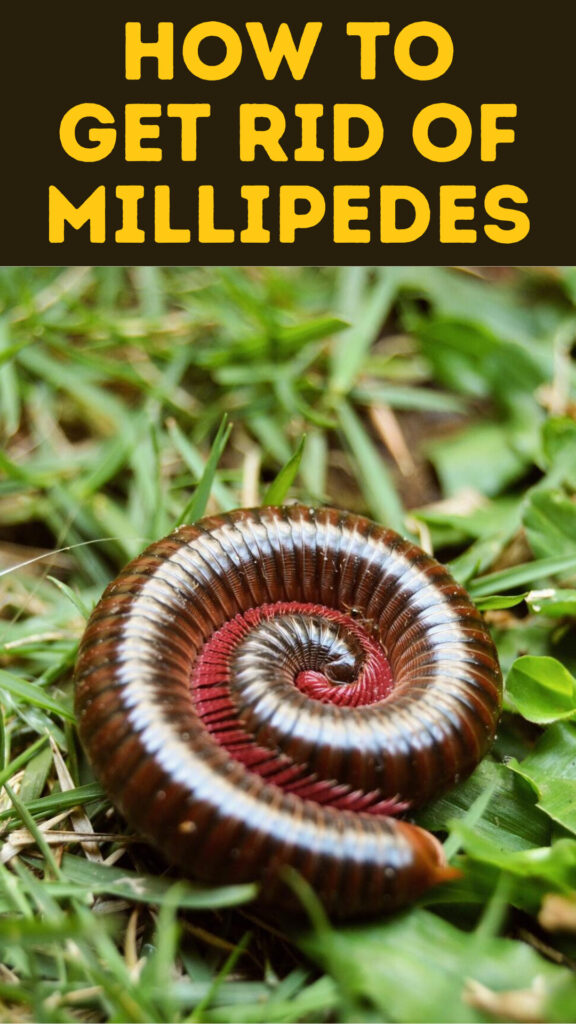 Get Rid of Millipedes