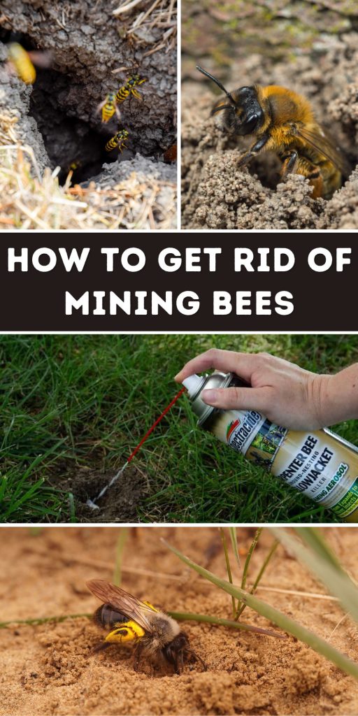 Get Rid of Mining Bees