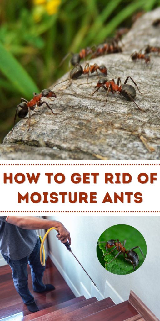 Get Rid of Moisture Ants