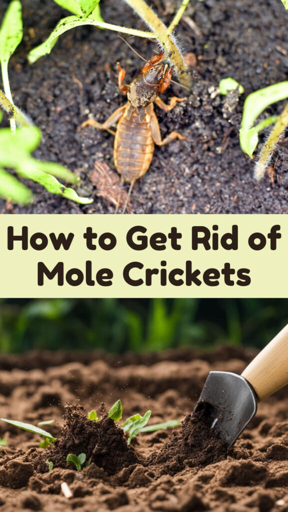  Get Rid of Mole Crickets