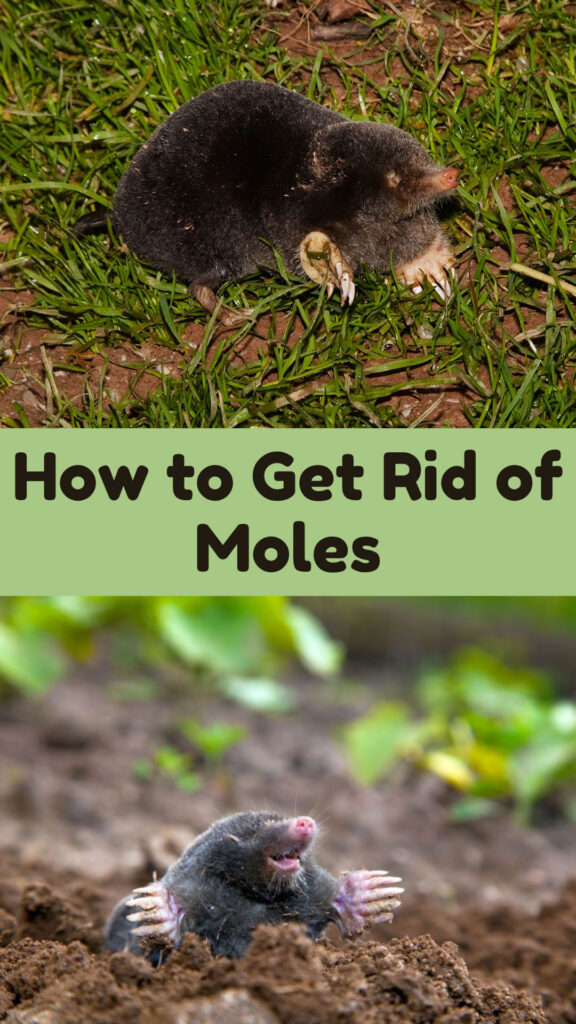 Get Rid of Moles