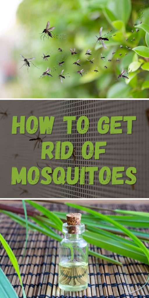 Get Rid of Mosquitoes