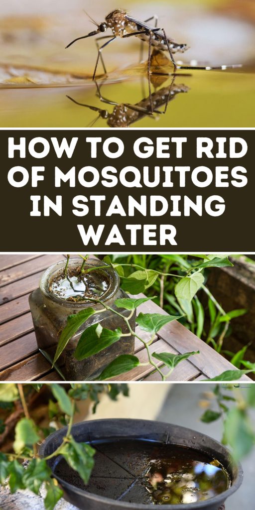 Get Rid of Mosquitoes in Standing Water