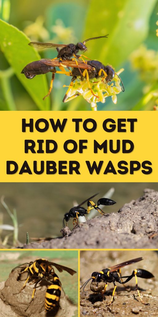 How to Get Rid of Mud Dauber Wasps