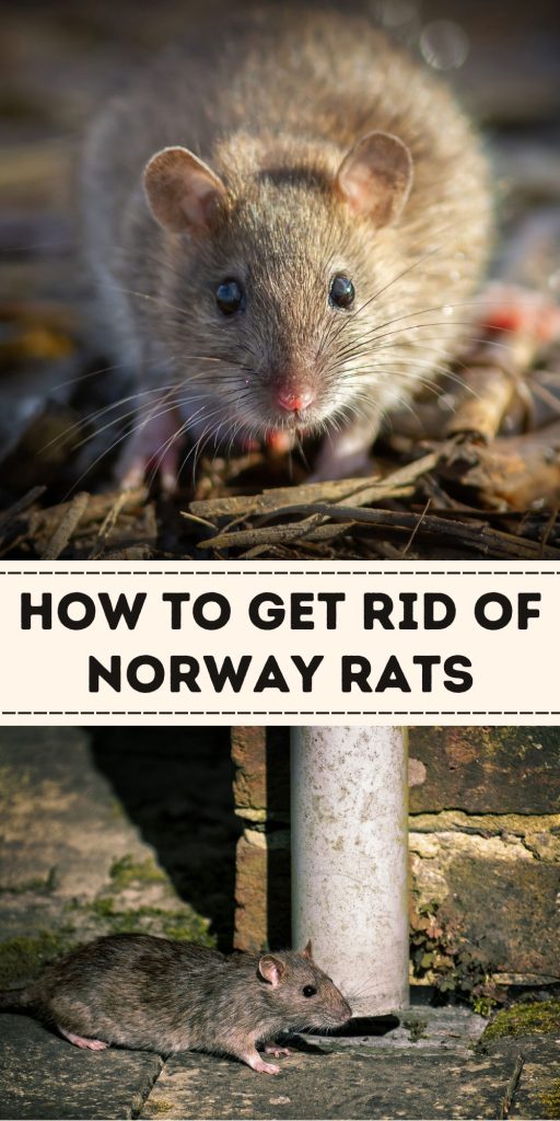 Get Rid of Norway Rats