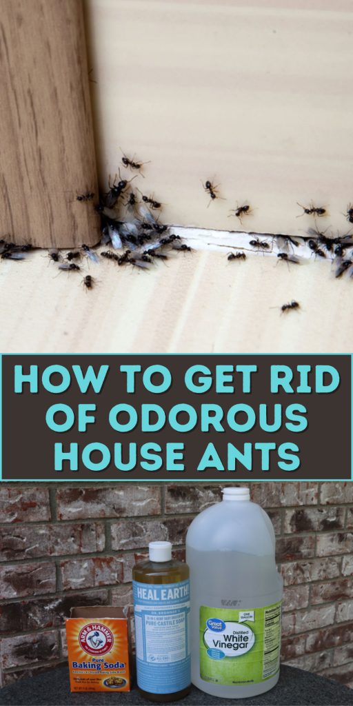 Get Rid of Odorous House Ants