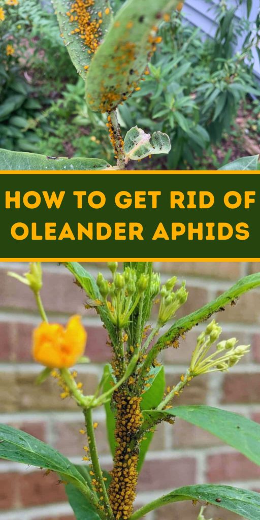 Get Rid of Oleander Aphids