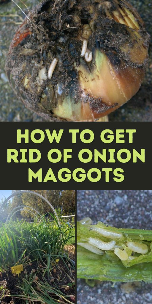 How to Get Rid of Onion Maggots