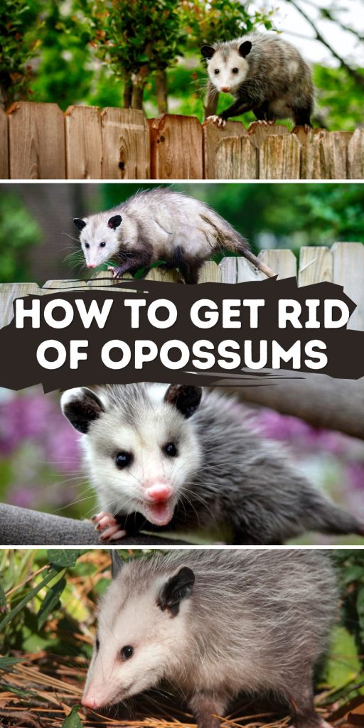 Get Rid of Opossums