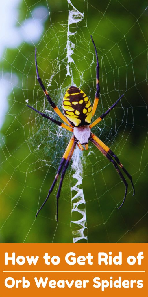 Get Rid of Orb Weaver Spiders