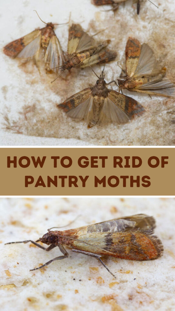 Get Rid of Pantry Moths