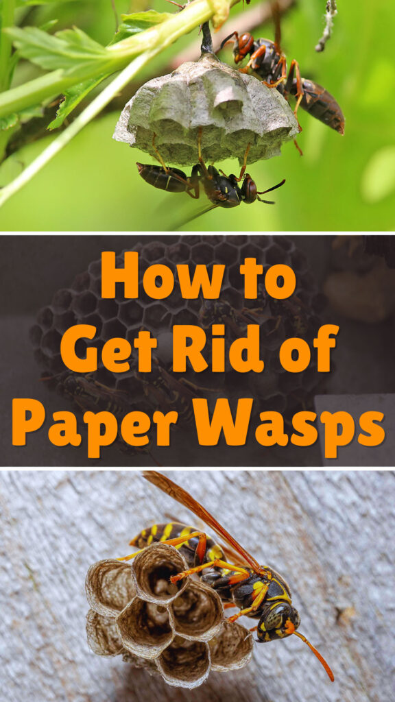 Get Rid of Paper Wasps