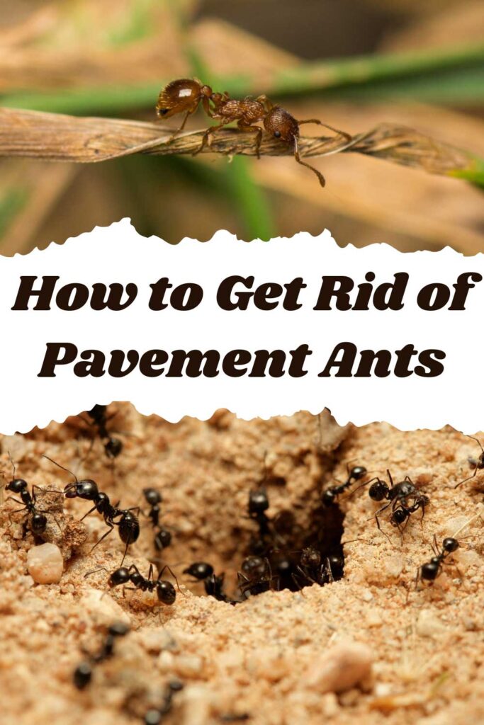 Get Rid of Pavement Ants