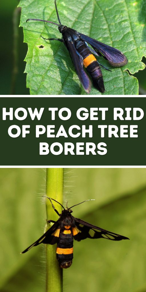 Get Rid of Peach Tree Borers