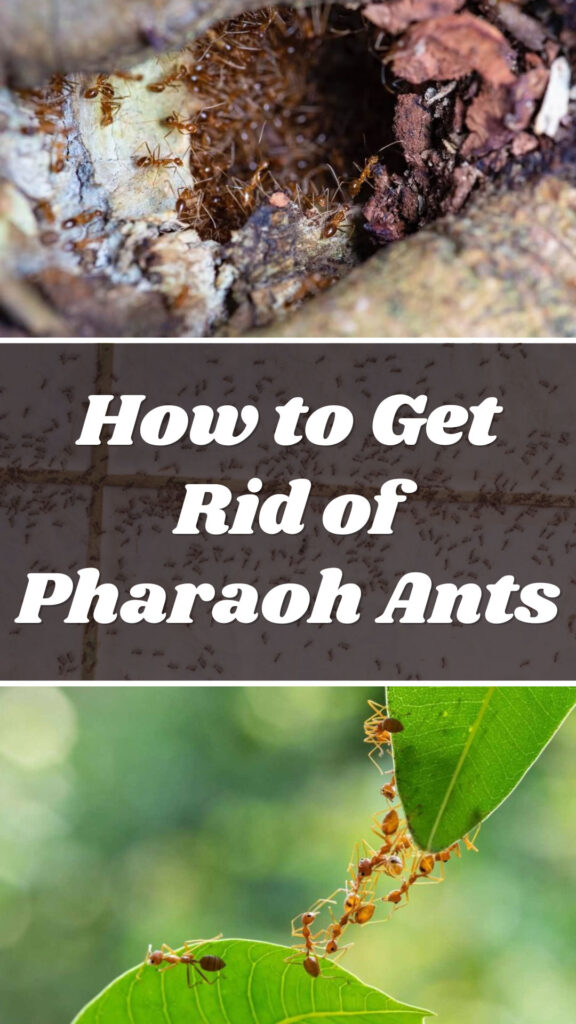 Get Rid of Pharaoh Ants