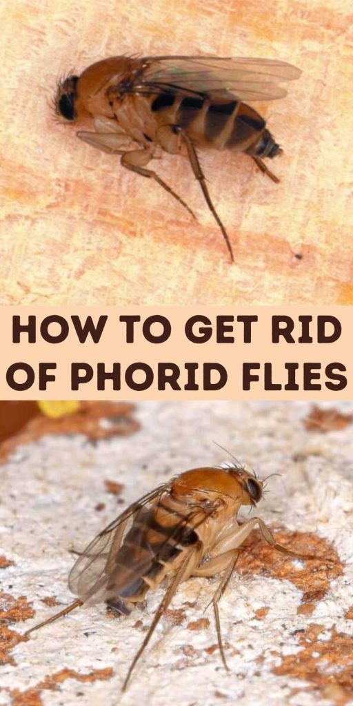 Get Rid of Phorid Flies