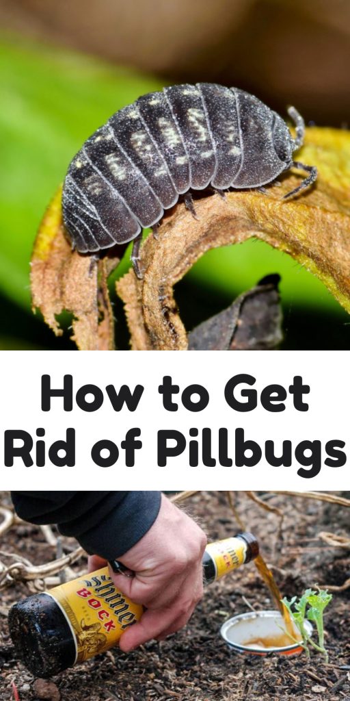 Get Rid of Pillbugs