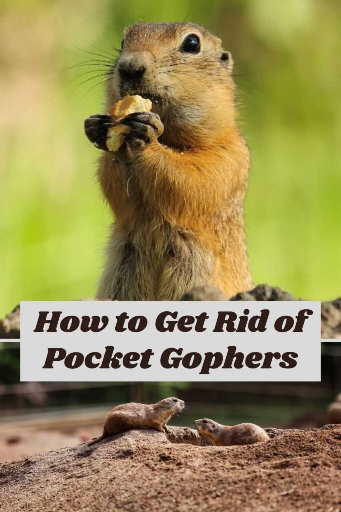 Get Rid of Pocket Gophers