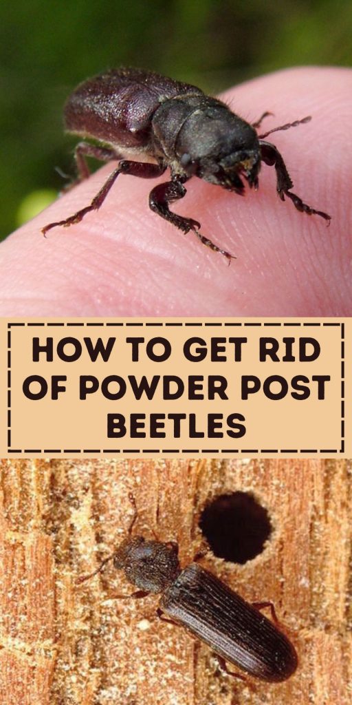 Get Rid of Powder Post Beetles