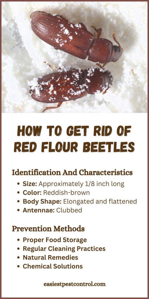 Get Rid of Red Flour Beetles