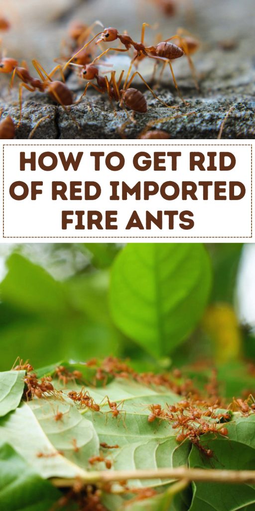 Get Rid of Red Imported Fire Ants