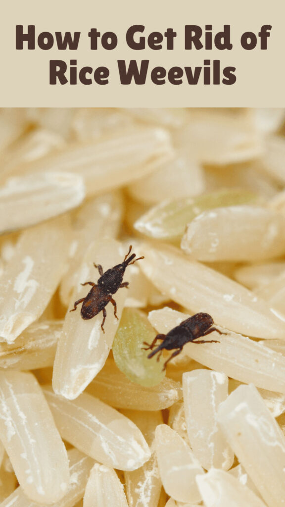 Get Rid of Rice Weevils